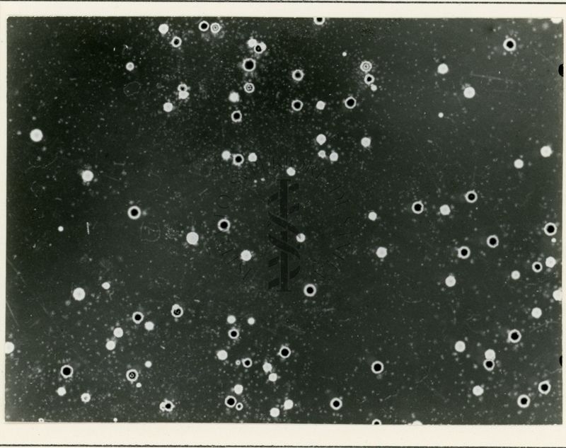 Ricombinazione in Streptomyces