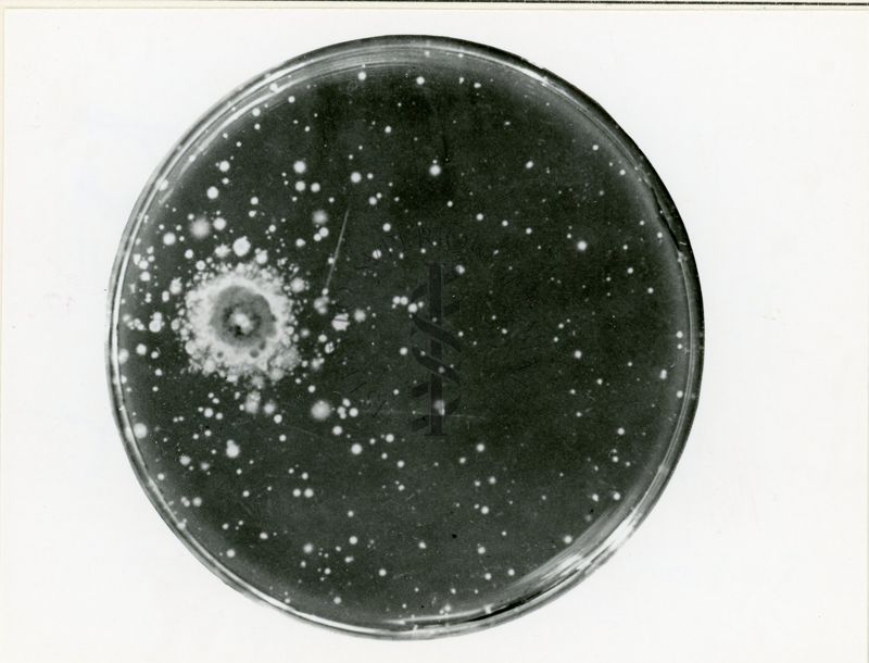 Mutazioni in Aspergillus nidulans