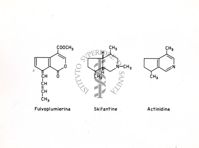 Formule di struttura della Fulvoplumierina, della Skiantina e della Actinidina