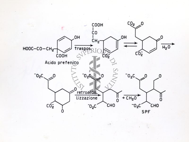 Formule di struttura dell'acido prefenico