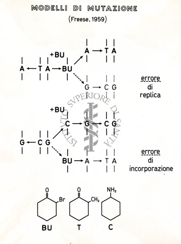 Modelli di mutazione (Freese, 1959) con esempi di errore di replica e di errore di incorporazione