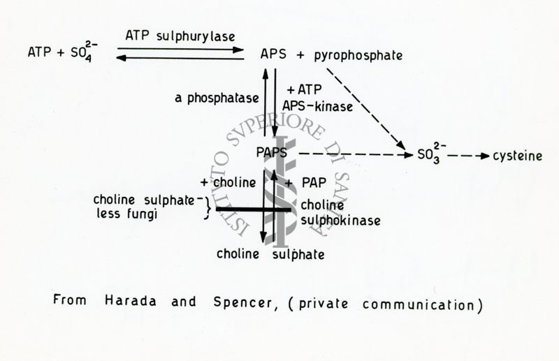 Schema di formazione del solfato di colina nei funghi