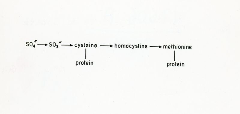 Schema di utilizzazione del solfato nei funghi