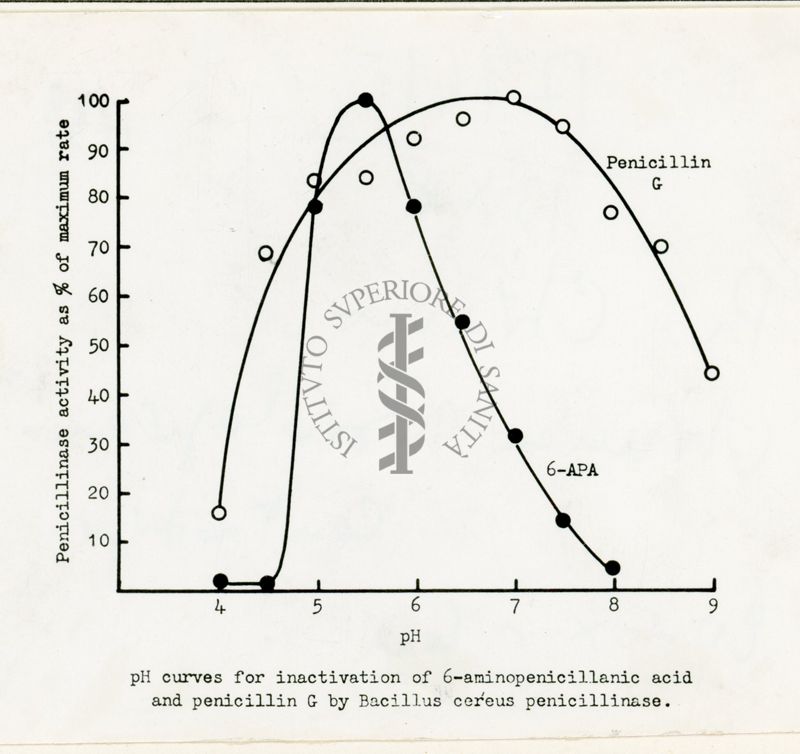 Inattivazione di 6 - APA e penicillina G ad opera della B cereus penicillinasi