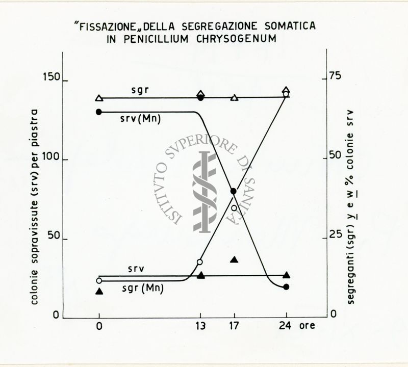 Segregazione indotta in diploidi di Penicillium