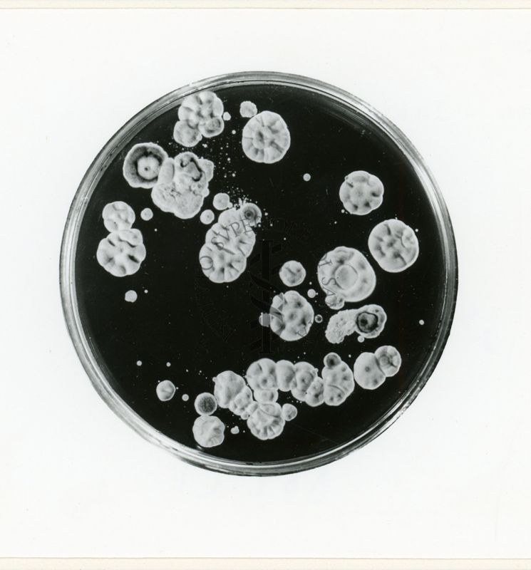 Mutanti in Penicillium