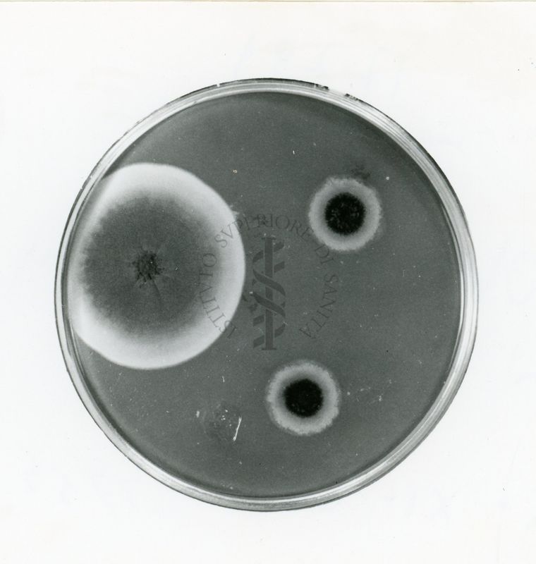 Mutanti in Aspergillus