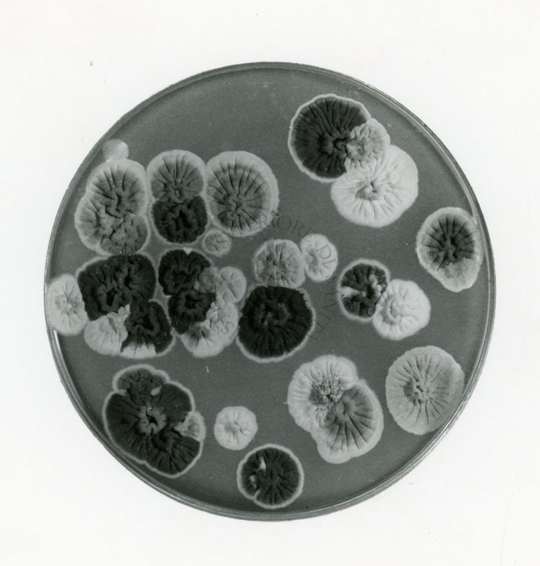 Segregazione indotta in diploidi di Penicillium