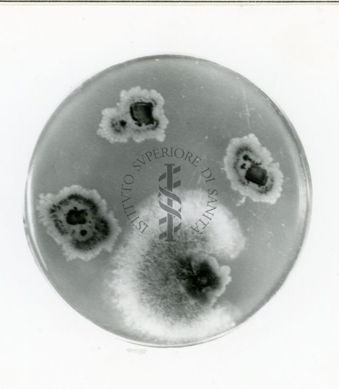 Mutanti in Aspergillus