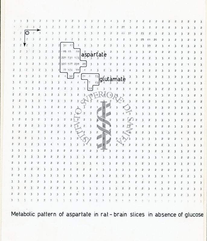 Metabolismo degli ammine acidi in fettine di cervello di ratto