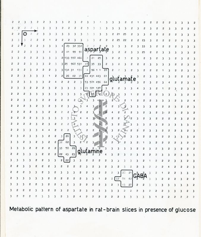 Metabolismo degli ammine acidi in fettine di cervello di ratto