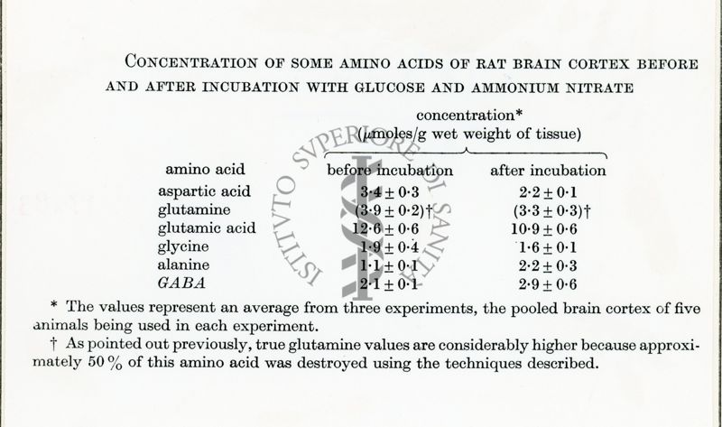 Metabolismo degli ammine acidi in fettine di cervello di ratto