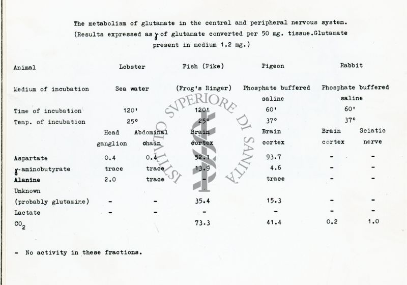 Metabolismo degli ammine acidi in fettine di cervello di ratto