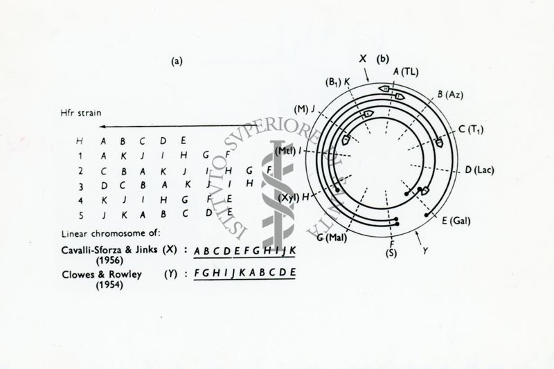 Ricombinazione in batteri (da Jacob Wollman & Hayes 1956)