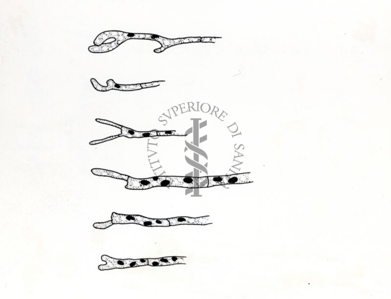 Claviceps paspali - Ife in coltura sommersa