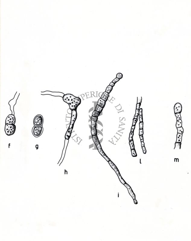 Claviceps paspali - Ife in coltura sommersa