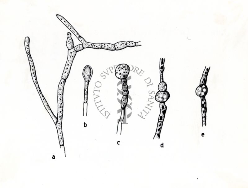 Claviceps paspali - Ife in coltura sommersa