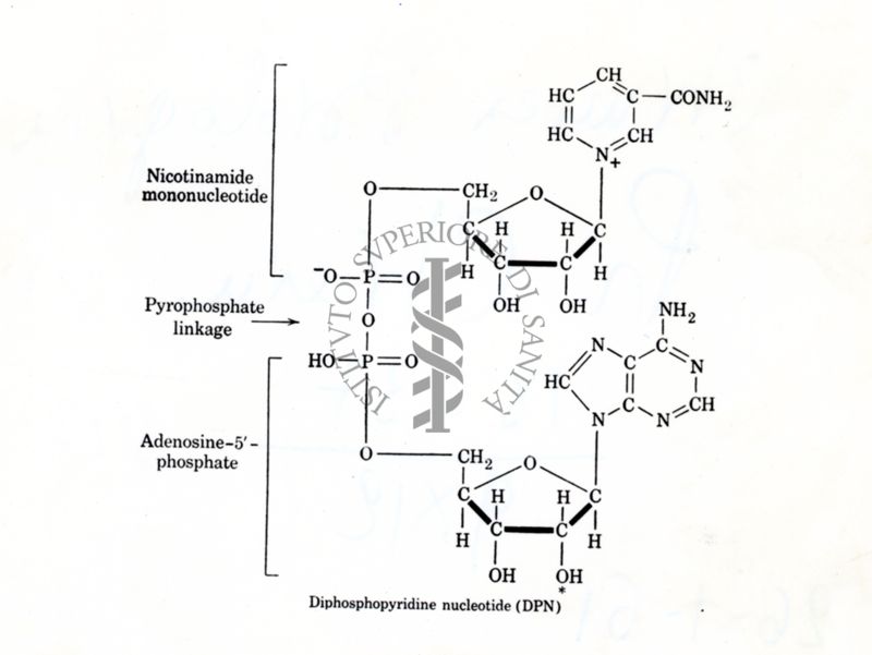 Da copia dattilografica Difosfo-piridin-nucleotide (DPN)