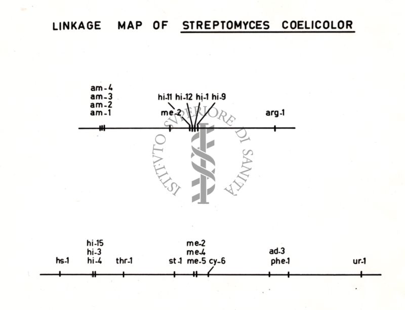 Da disegno Ricombinazione genetica in Streptomyces