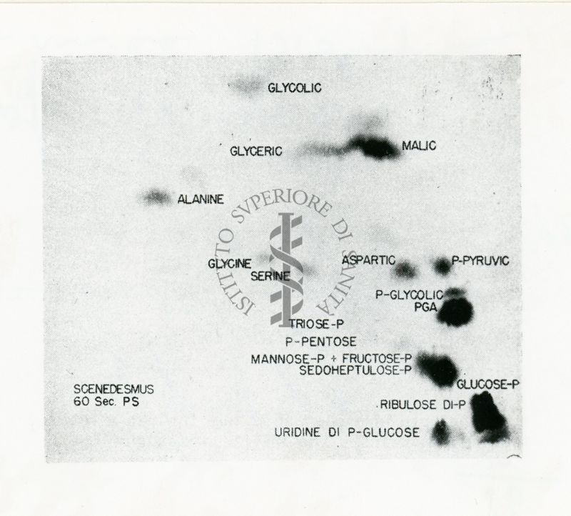 Mutazioni in Penicillium