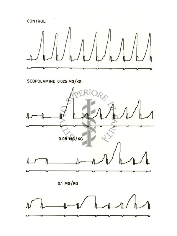 Grafico