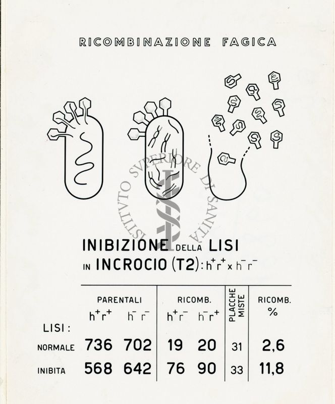 Riproduzione di Tabella per corsi e lezioni