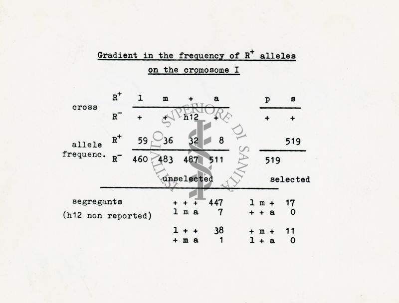 Gradiente nella frequenza degli alleli R+ sul cromosoma 1