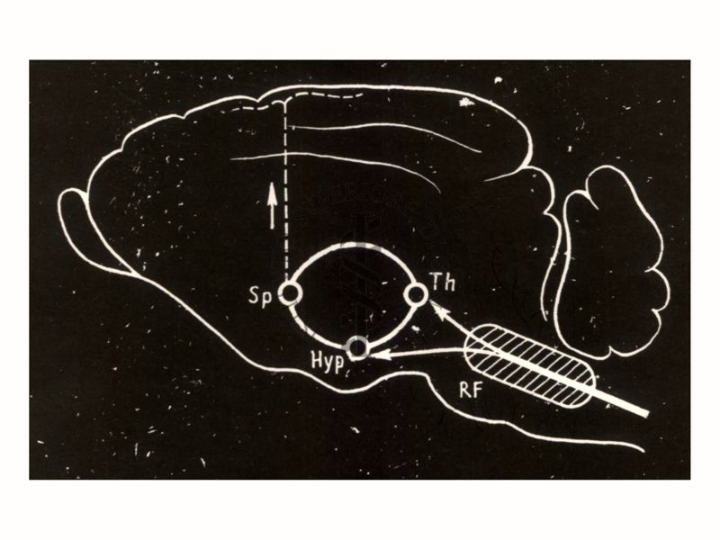 Diapositiva