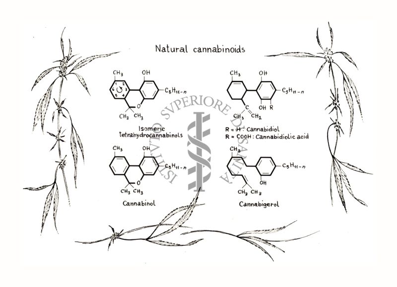 Diapositiva