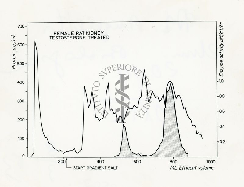 Grafico riguardante un rene di ratto femmina trattato con testosterone