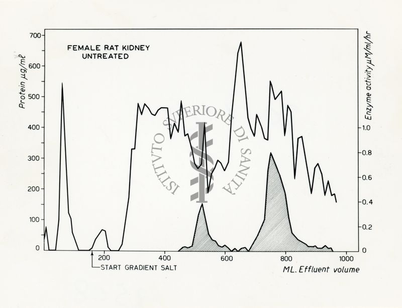 Grafico riguardante un rene di ratto femmina non trattato