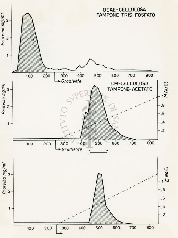 Grafici riguardanti il Deae-cellulosa tampone tris-fosfato e il Cm-cellulosa tampone-acetato