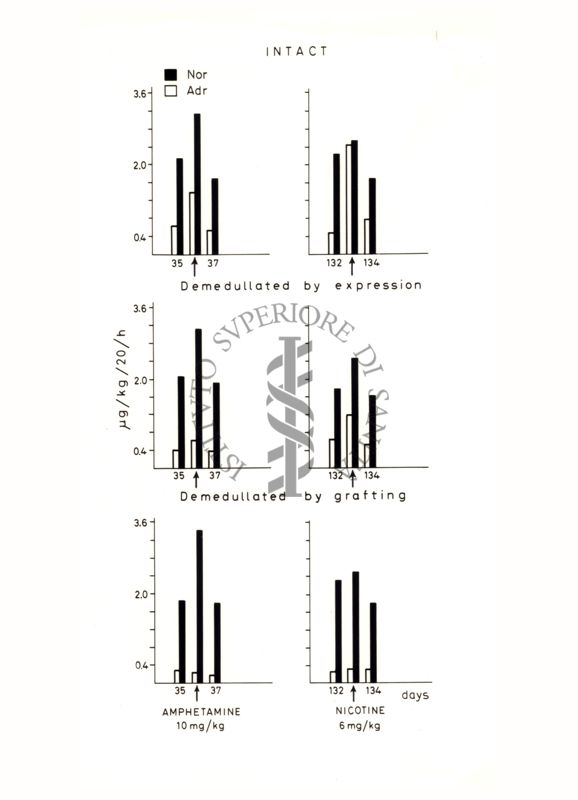 Grafico