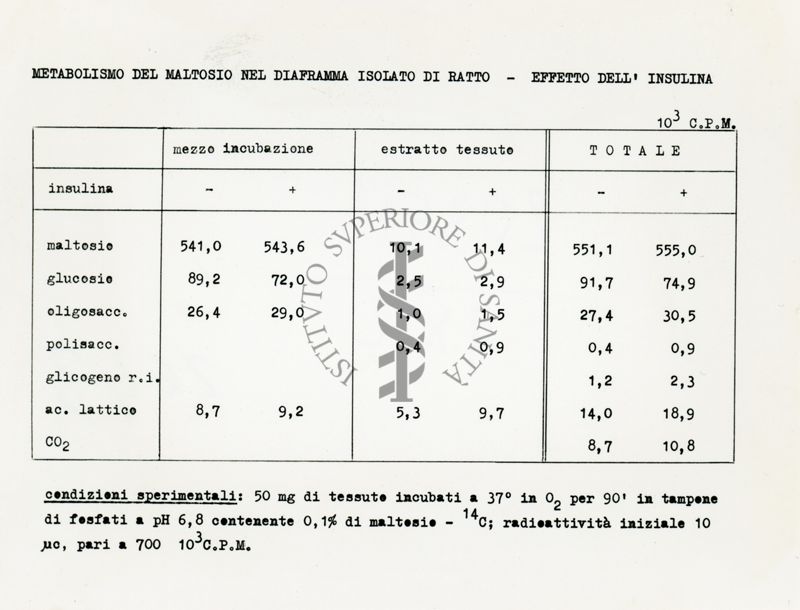 Metabolismo del maltosio nel diaframma isolato del ratto - Effetto dell'insulina