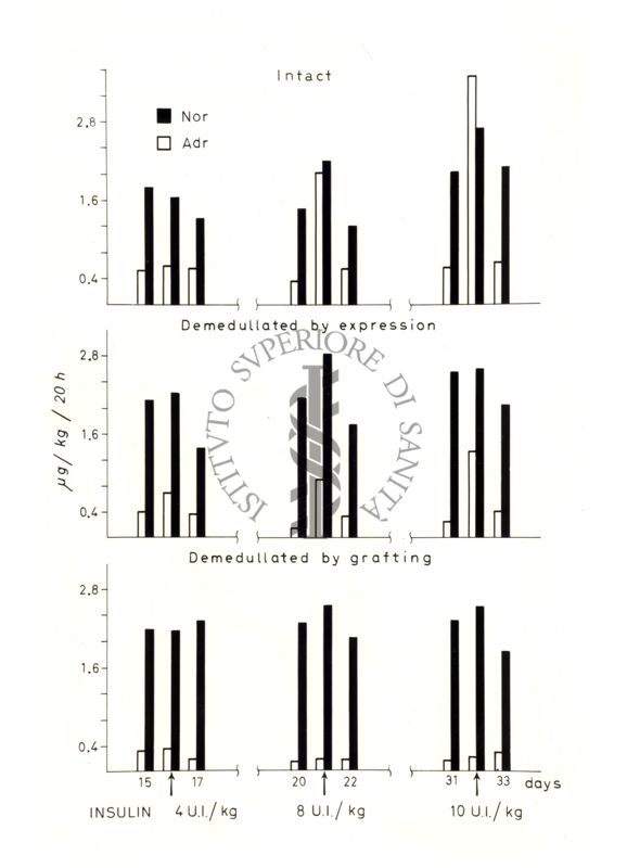 Grafico