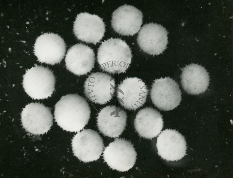 Pallette di streptomyces