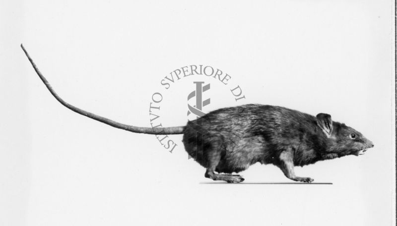 Mus rattus (portatore di peste) metà del vero il negativo