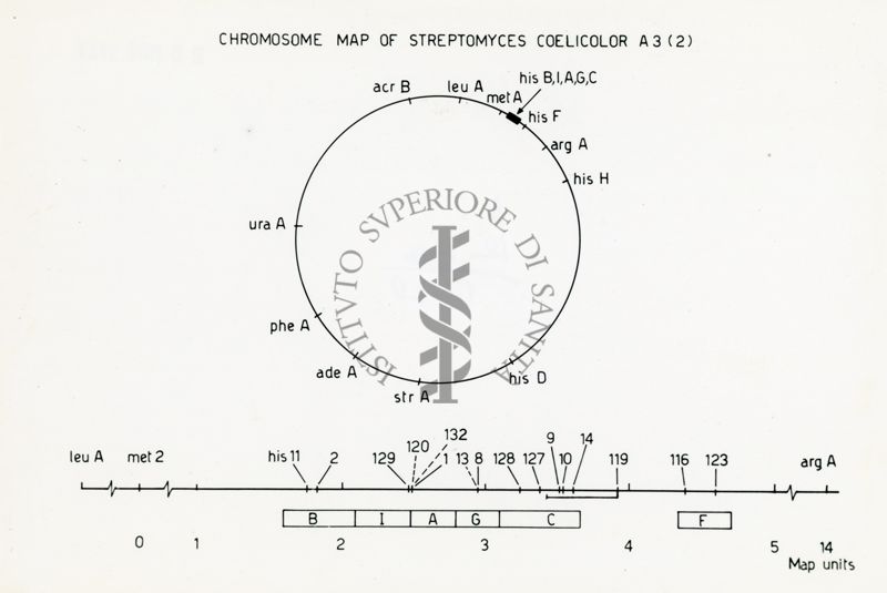 Mappa cromosomica dello Streptomyces Coelicor A 3 (2)