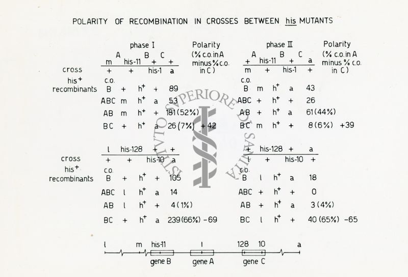 Polarity of recombination in crosses between his mutants