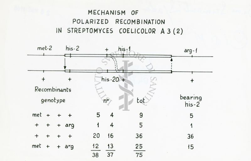 Mechanism of polarized ricombination in Streptomyces Coelicor A 3 (2)