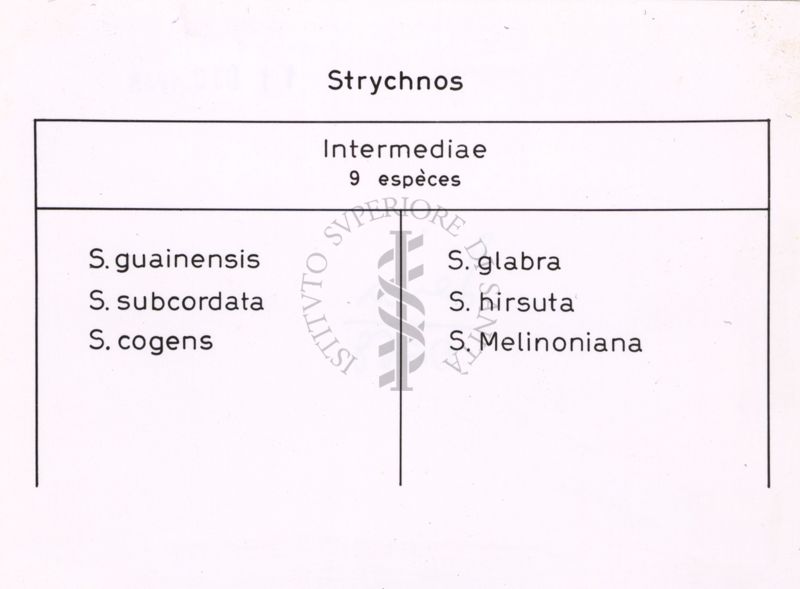 Tabella che elenca alcune specie di Strychnos (Intermediae)