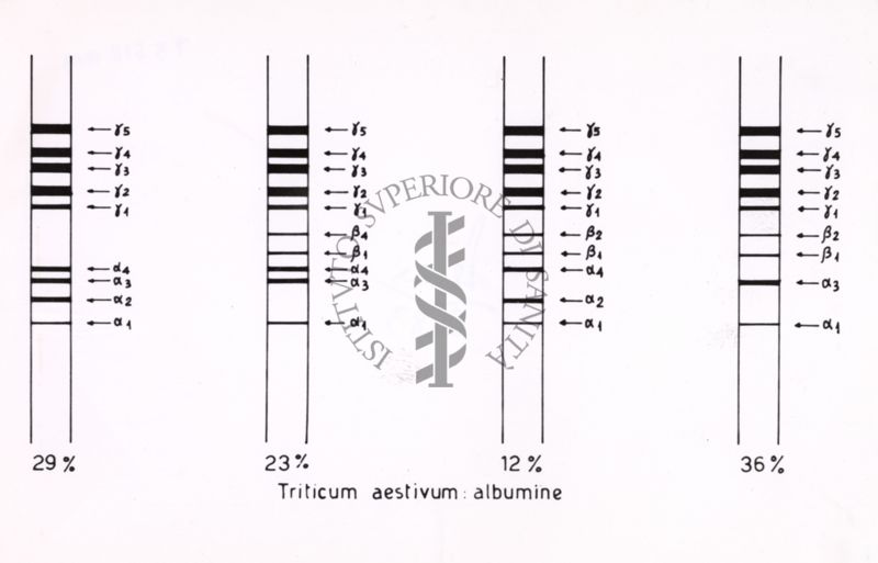 Tabella riguardante la presenza di albumina nel grano tenero (Triticum aestivum)