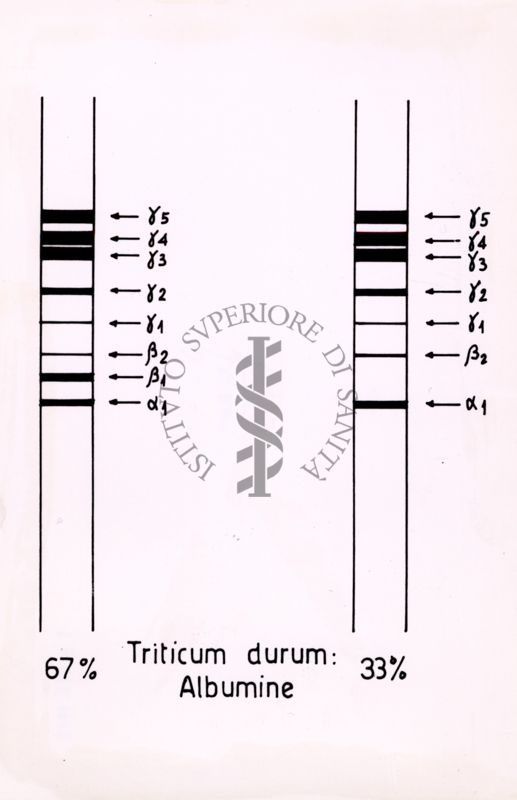 Tabella riguardante la presenza di albumina nel grano duro (Triticum durum)