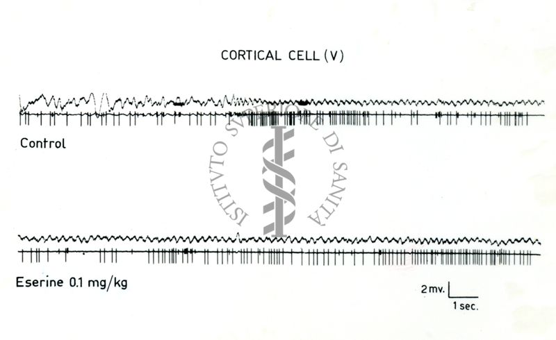 Tracciato elettico su cellule corticali trattate con eserina