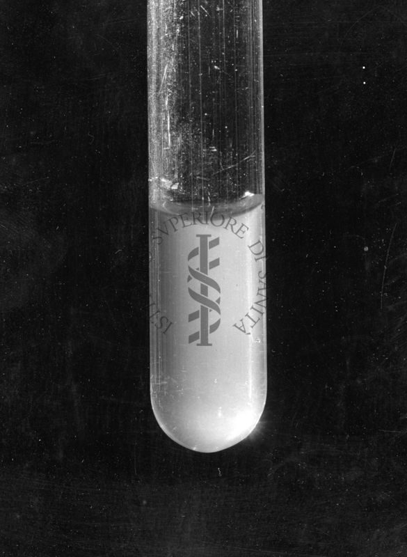 agglutinazione di Rickettsia