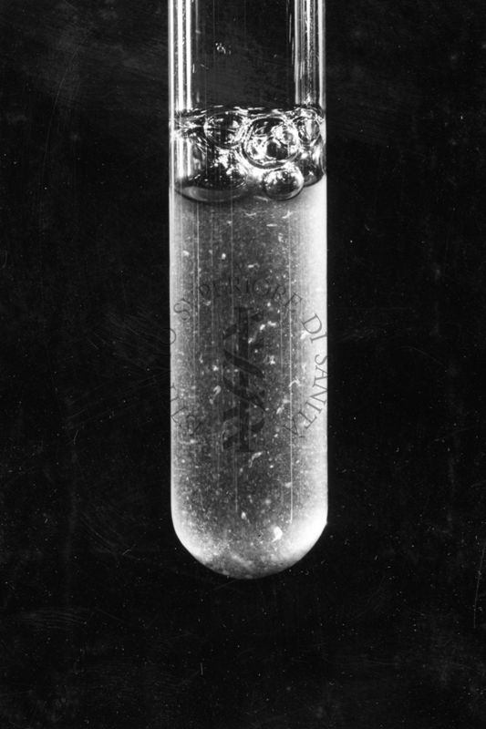 agglutinazione di Rickettsia