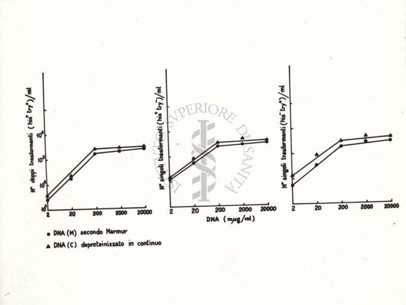 Grafici riguardanti il DNA (M) secondo Murmur e il DNA (C) deproteinizzato in continuo