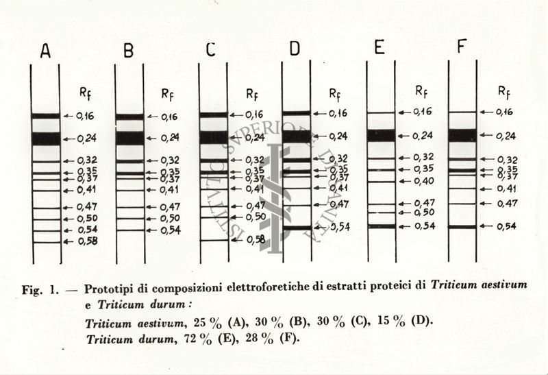 Fig. 1 - Prototipi di composizioni elettroforetiche di estratti proteici in Triticum aestivum e Triticum durum