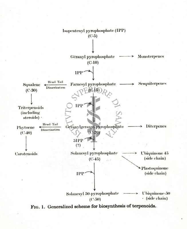 Fig. 1 - Generalized scheme for biosynthesis of terpenoids