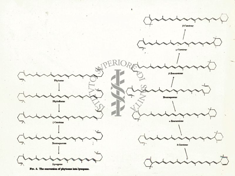 Fig. 5 - The conversion of phytoene into lycopene